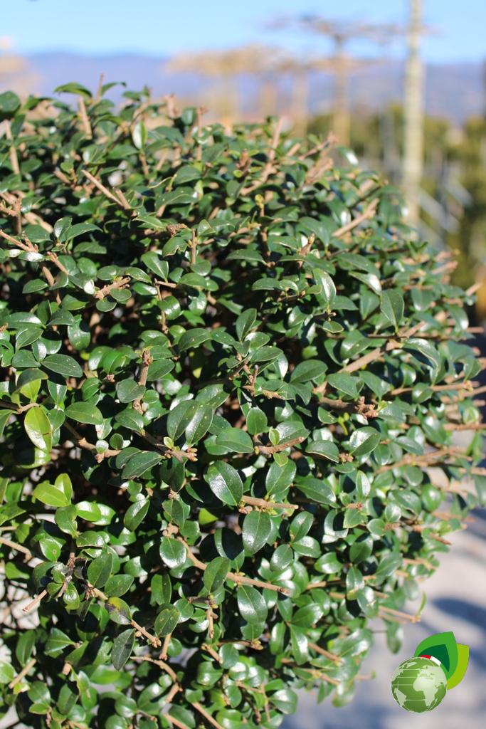 ligustrum jonandrum a 3 tronchi v. 55 dettaglio