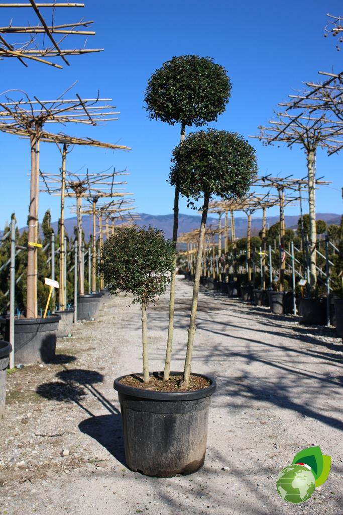 ligustrum jonandrum a 3 tronchi v.55