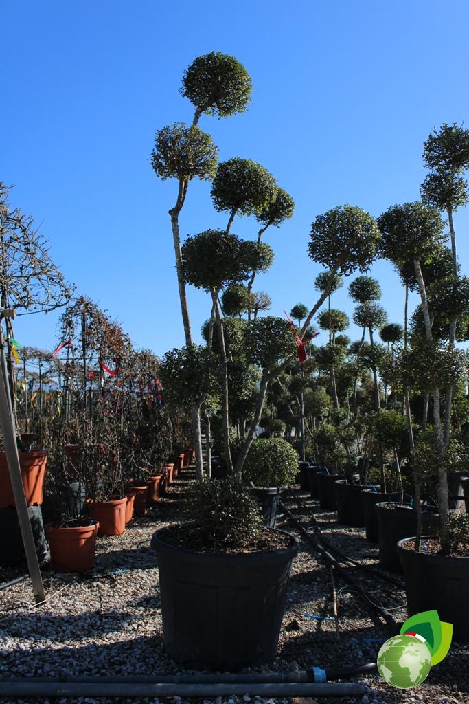 ligustrum jonandrum a pon pon esemplare h.200-250 v. 70