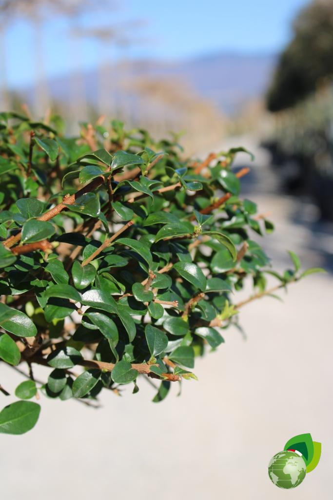 ligustrum jonandrum a pon pon piatti v.33 dettaglio 1