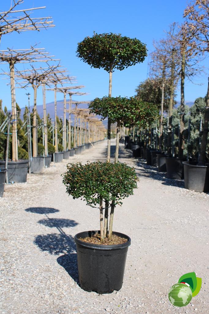 ligustrum jonandrum a pon pon piatti v.33