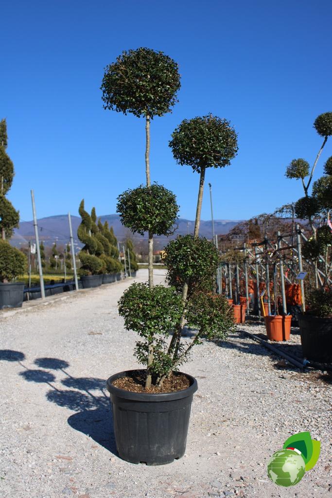 ligustrum jonandrum a pon pon v.45 h.170