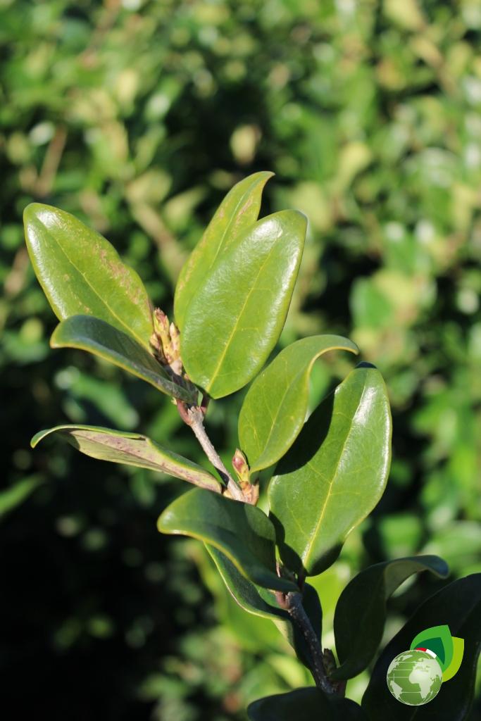 ligustrum texanum v.24 dettaglio