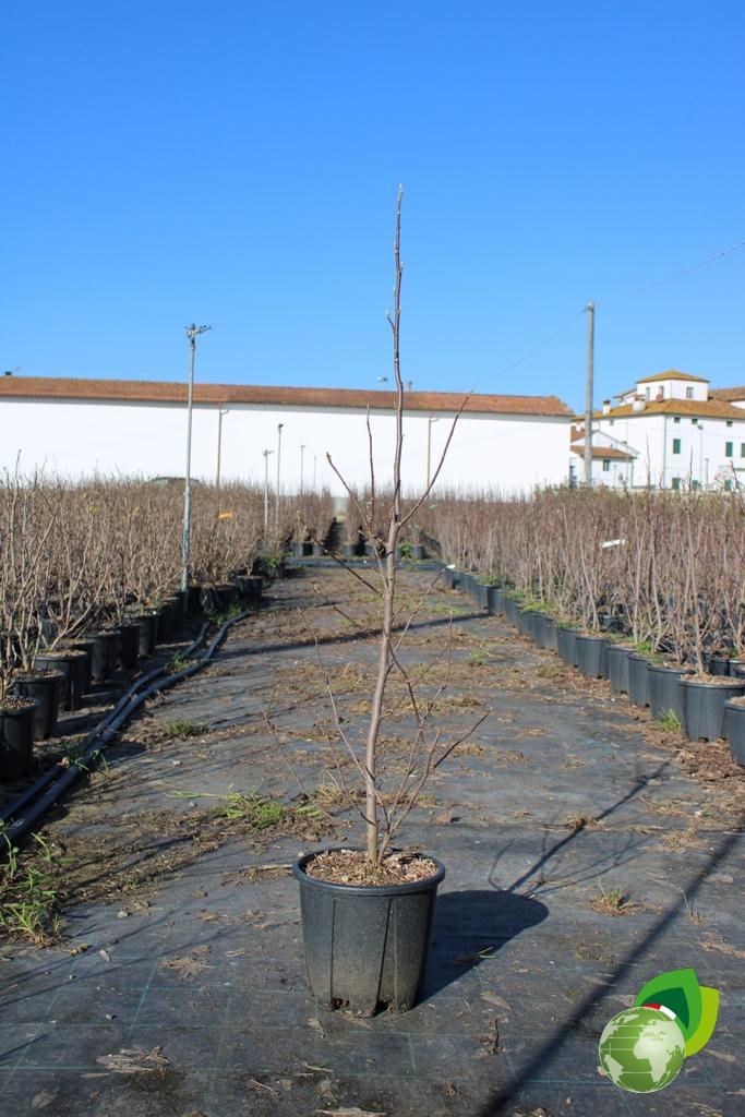 magnolia da fiore betty v.24