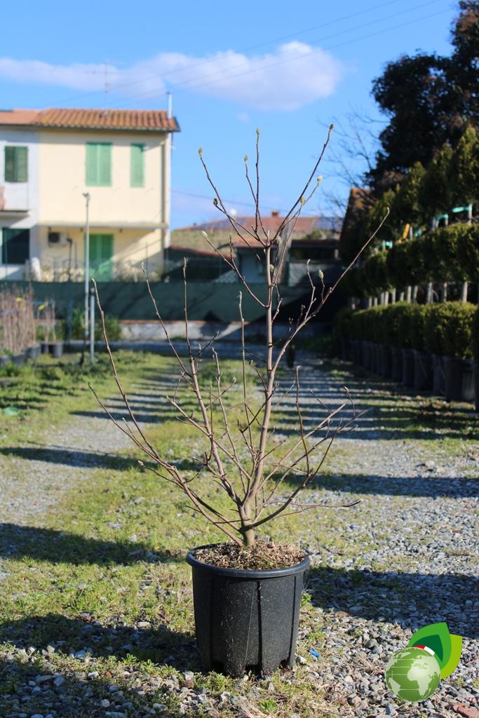 magnolia da fiore stellata v.24