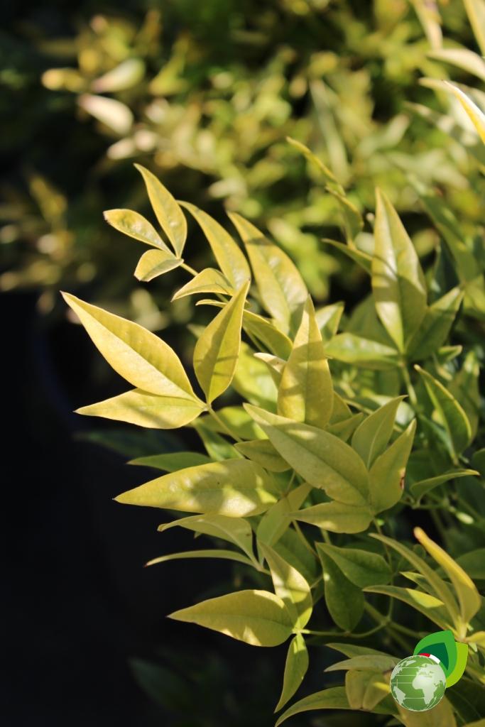 nandina domestica magical lemon lime v. 24 dettaglio