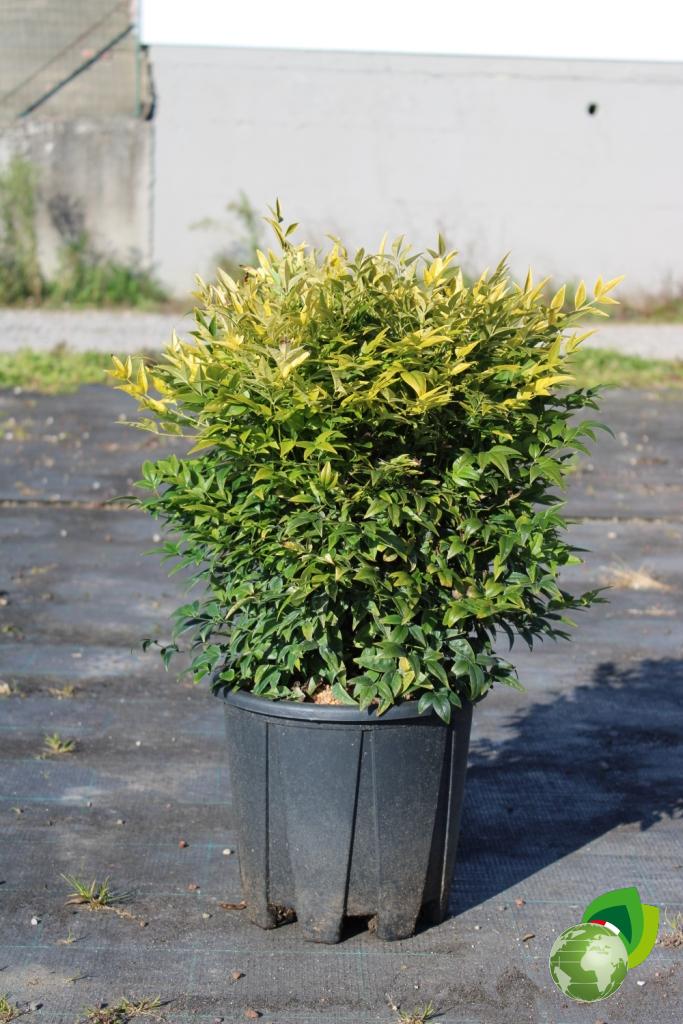 nandina domestica magical lemon lime v.24