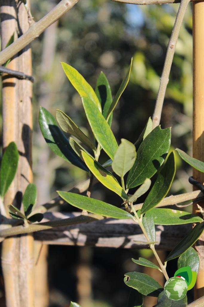 olea europea a spalliera v.33 1_2 fusto dettaglio