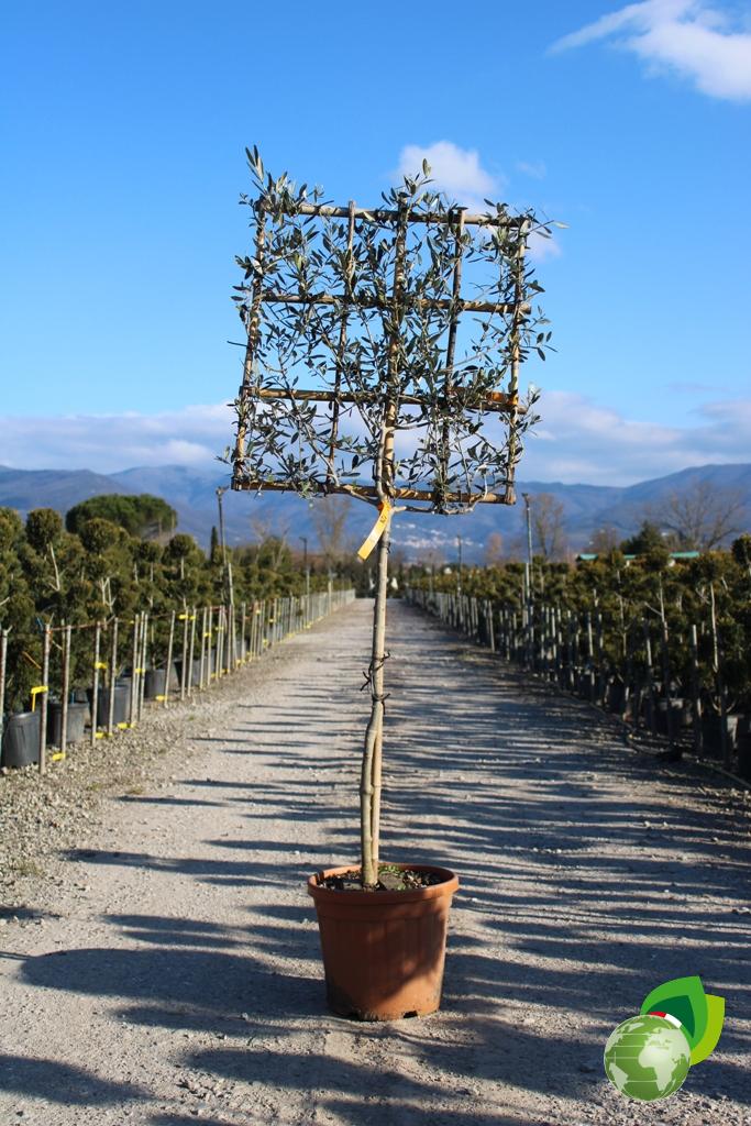 olea europea a spalliera v.33 1_2 fusto