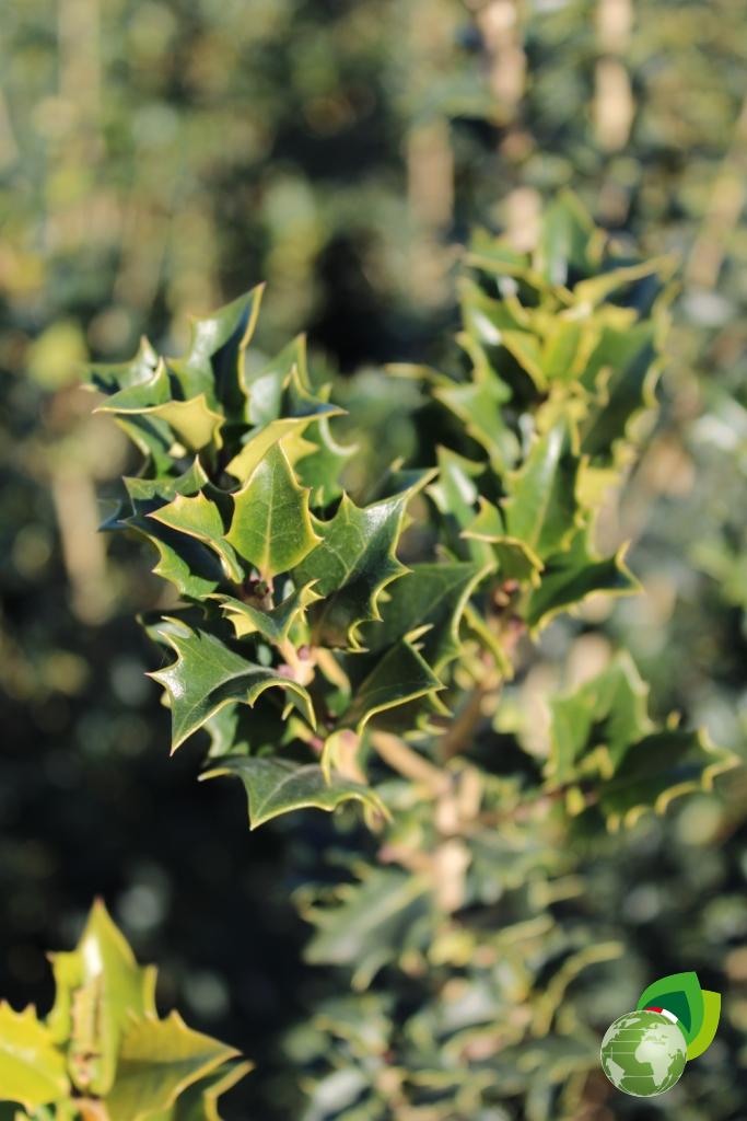 osmanthus illicifolia heterophyllus v.24 dettaglio