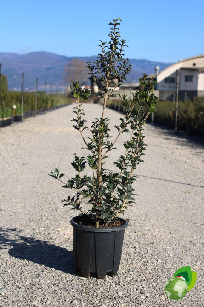 osmanthus illicifolia heterophyllus v.24