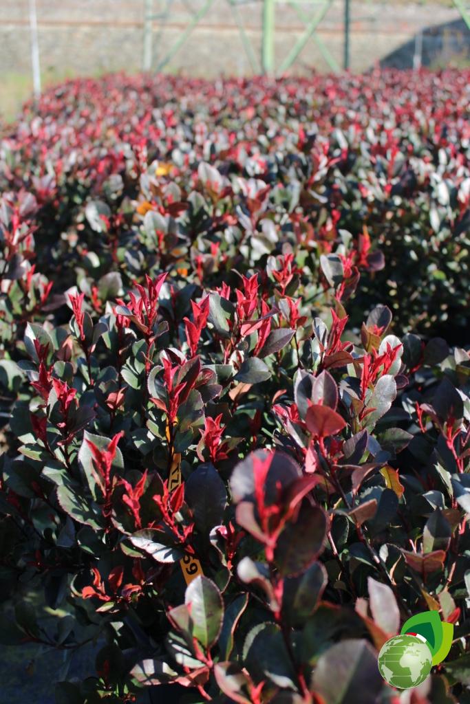 photinia fraseri little red baron v.24 effetto
