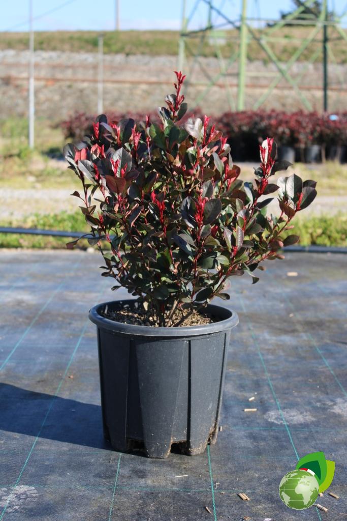 photinia fraseri little red baron v.24