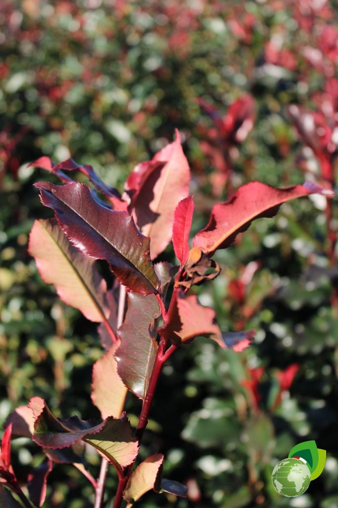 photinia fraseri magical volcano v.24 dettaglio