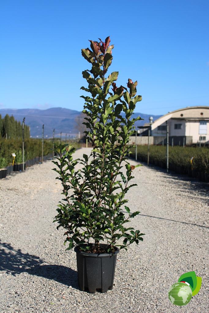 photinia fraseri magical volcano v.24