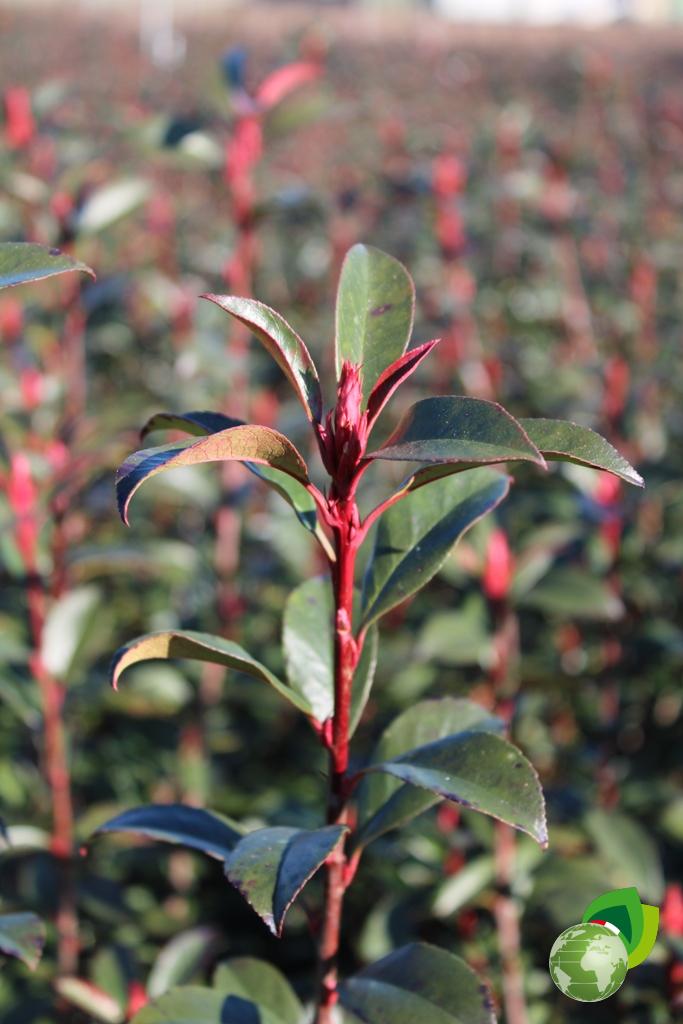 photinia fraseri robusta compacta v.24 dettaglio