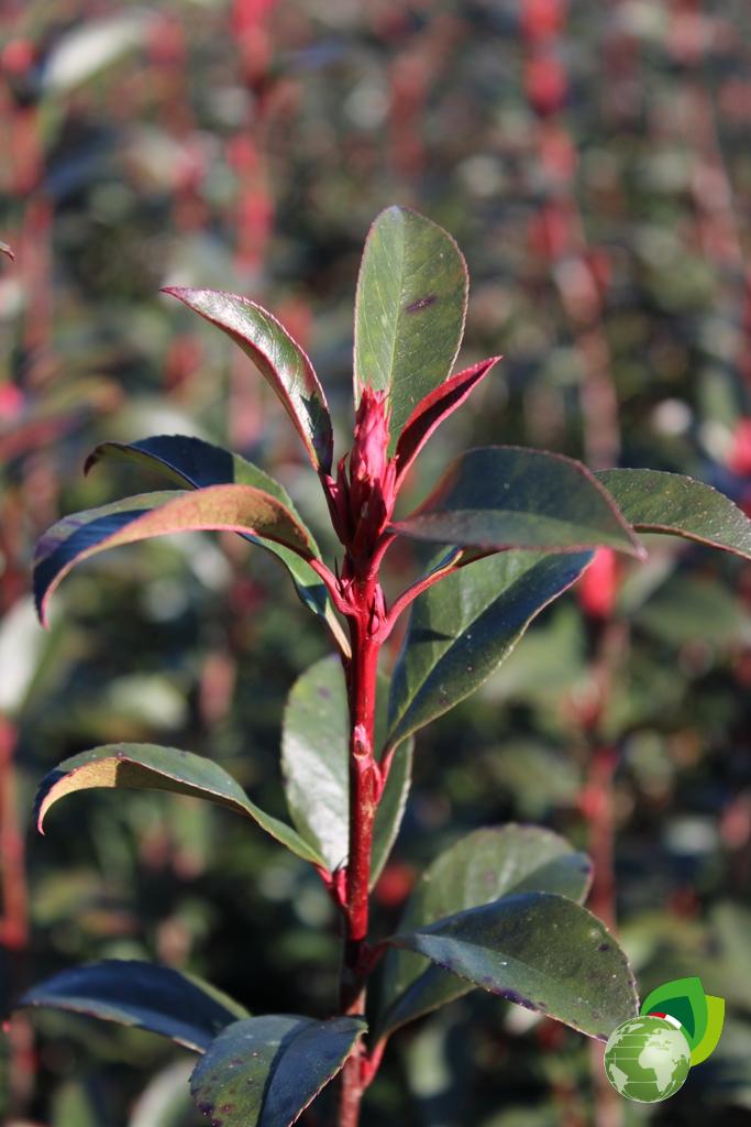 photinia fraseri robusta compacta v.24 dettaglio1