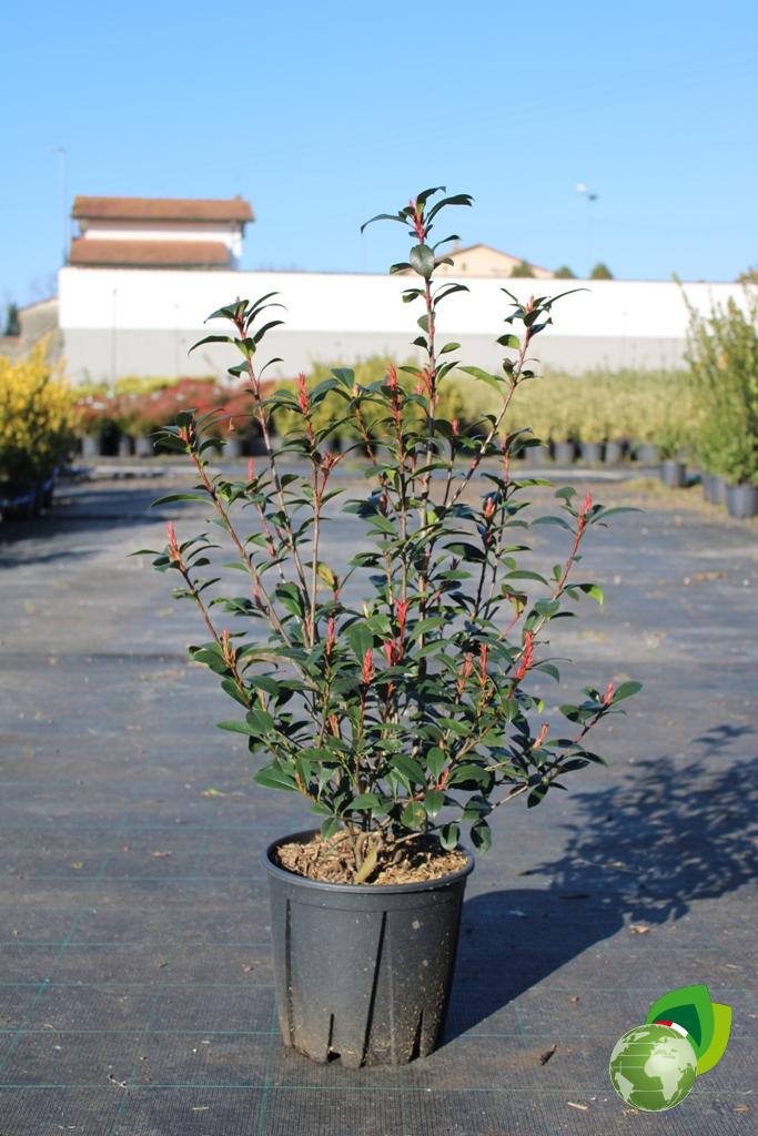photinia fraseri robusta compacta v.24