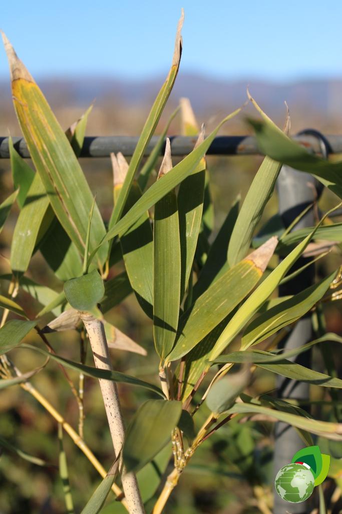 phyllostachys aurea a spalliera v.40 dettaglio
