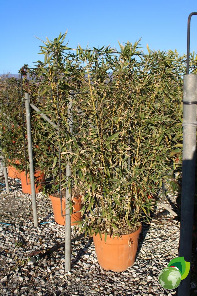 phyllostachys aurea a spalliera v.40