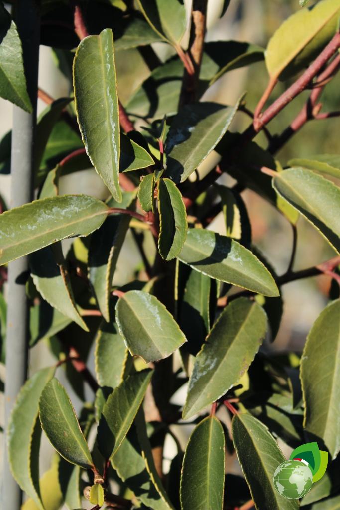 prunus lusitanica a spalliera v.40 dettaglio