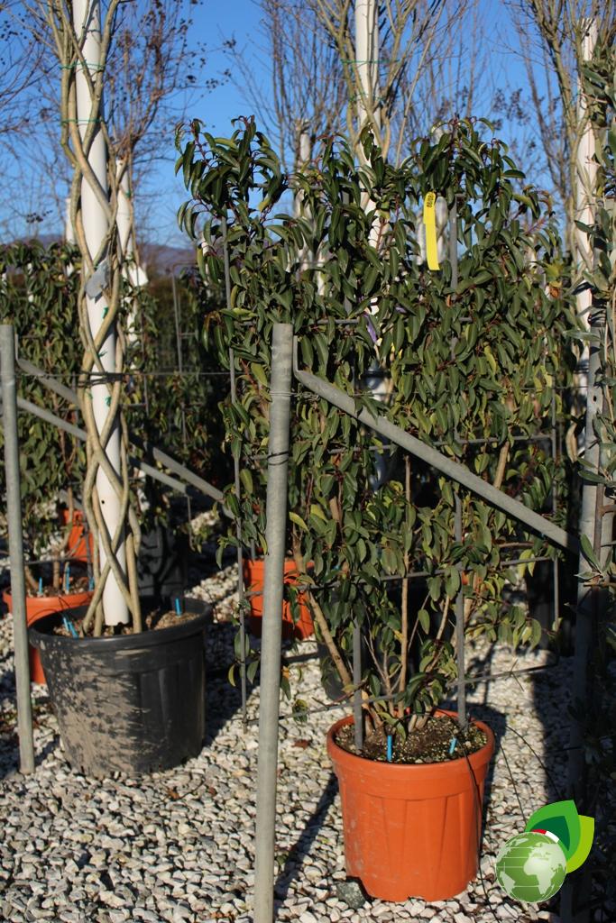 prunus lusitanica a spalliera v.40