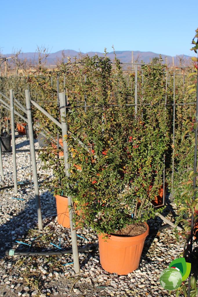 pyracantha coccinea a spalliera v.40