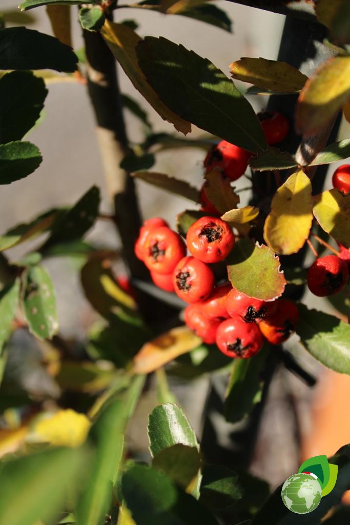 pyracantha coccinea a spalliera v.40 dettaglio 2