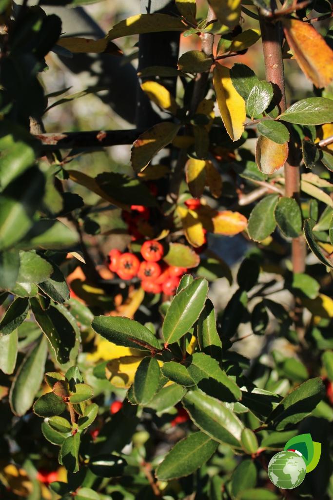pyracantha coccinea a spalliera v.40