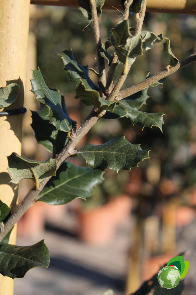 quercus ilex a spalliera 1_2 fusto v.33 dettaglio