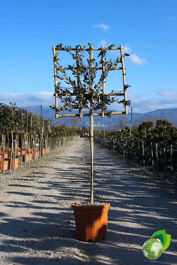quercus ilex a spalliera 1_2 fusto v.33