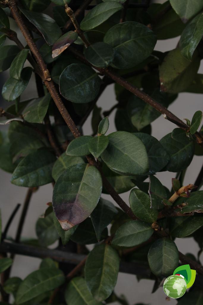 ryncospermum jasminoides a spalliera v.40 dettaglio