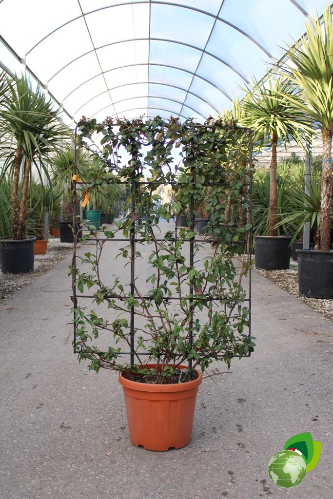 ryncospermum jasminoides a spalliera v.40