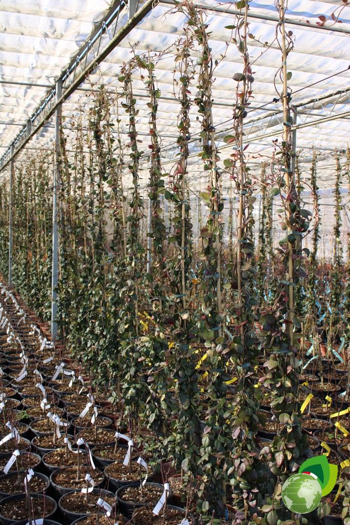 trachelospermum jasminoides v.20 effetto