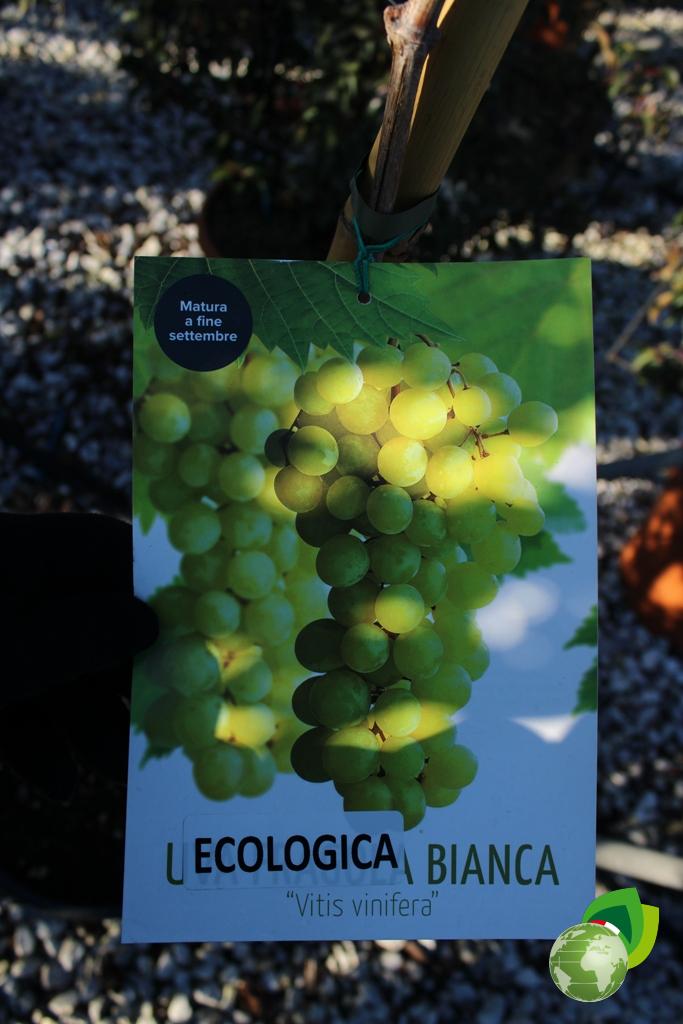 uva ecologica bianca v.33