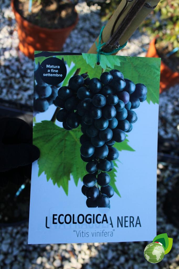 uva ecologica nera v.33