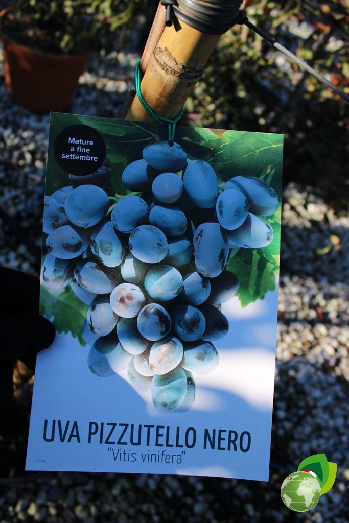 uva pizzutello nero v.33