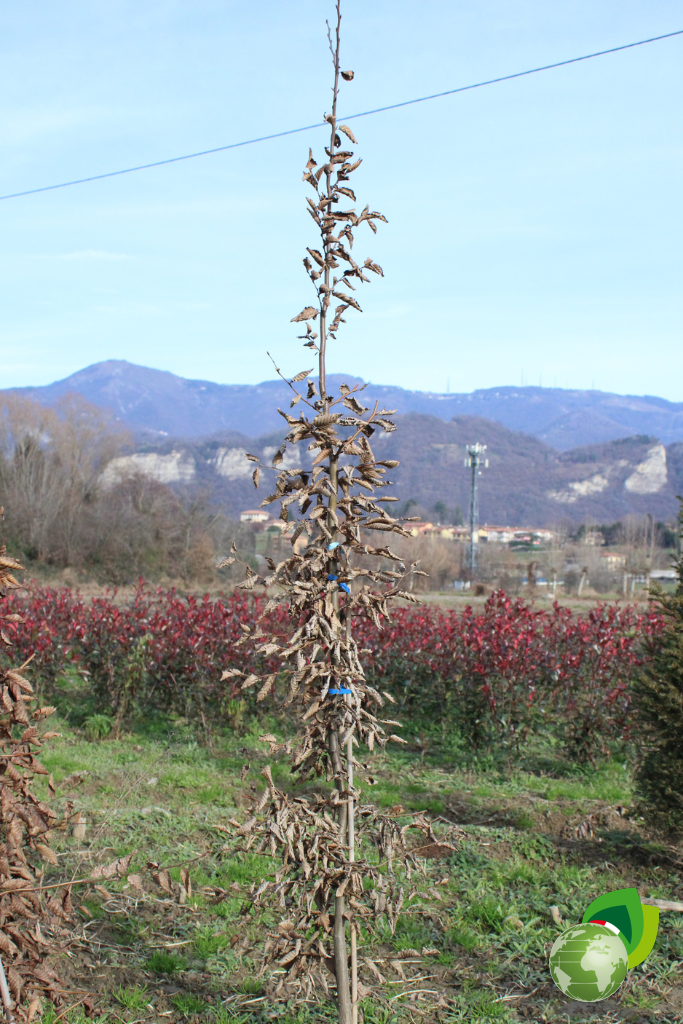 Carpino-Betulus-Piante-Siepe-Zolla-1