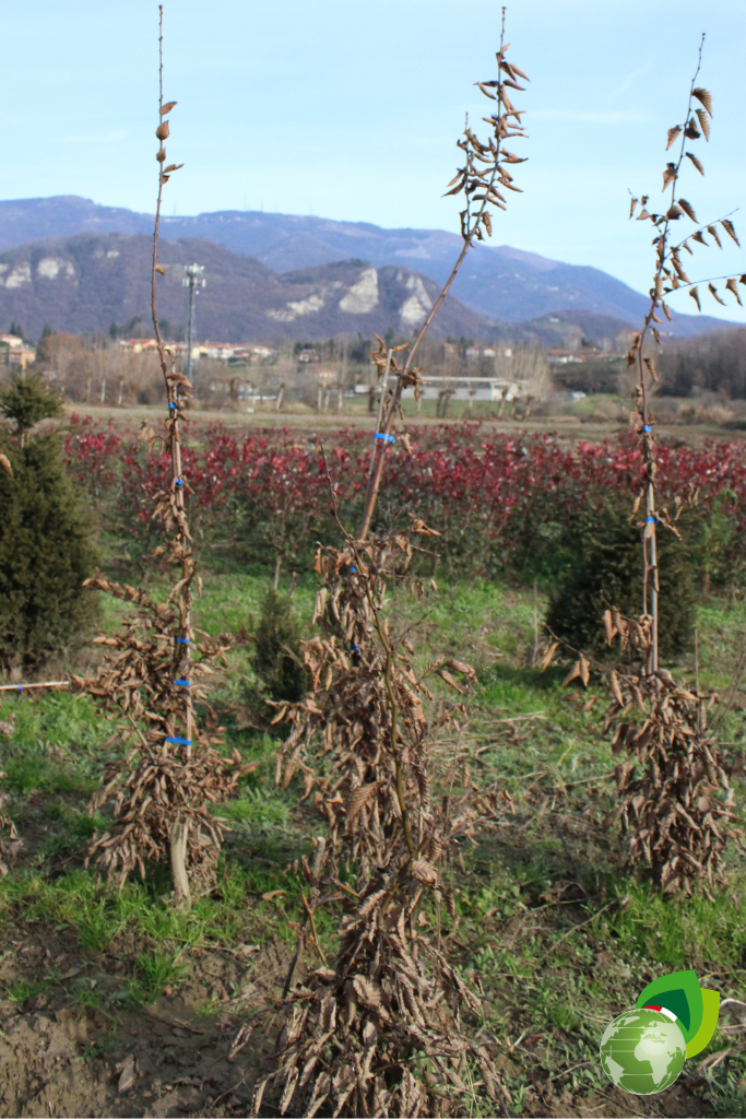 Carpino-Betulus-Piante-Siepe-Zolla-effetto