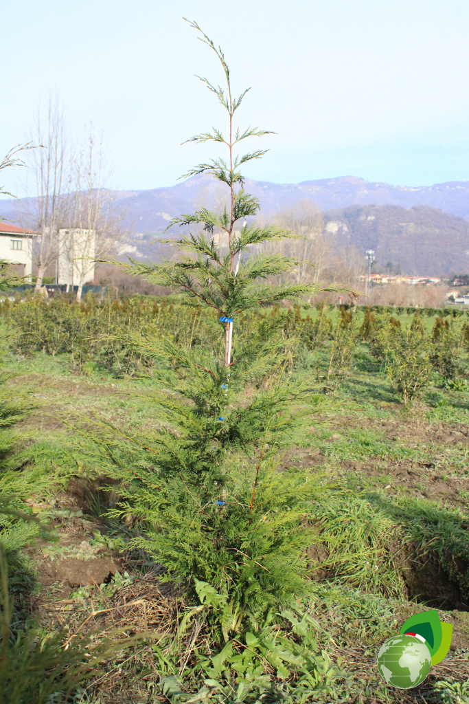 Cupresso-Cyparis-Leylandii-180-1