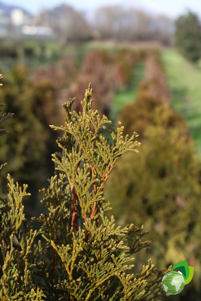 Thuja Occidentalis Smaragd in zolla