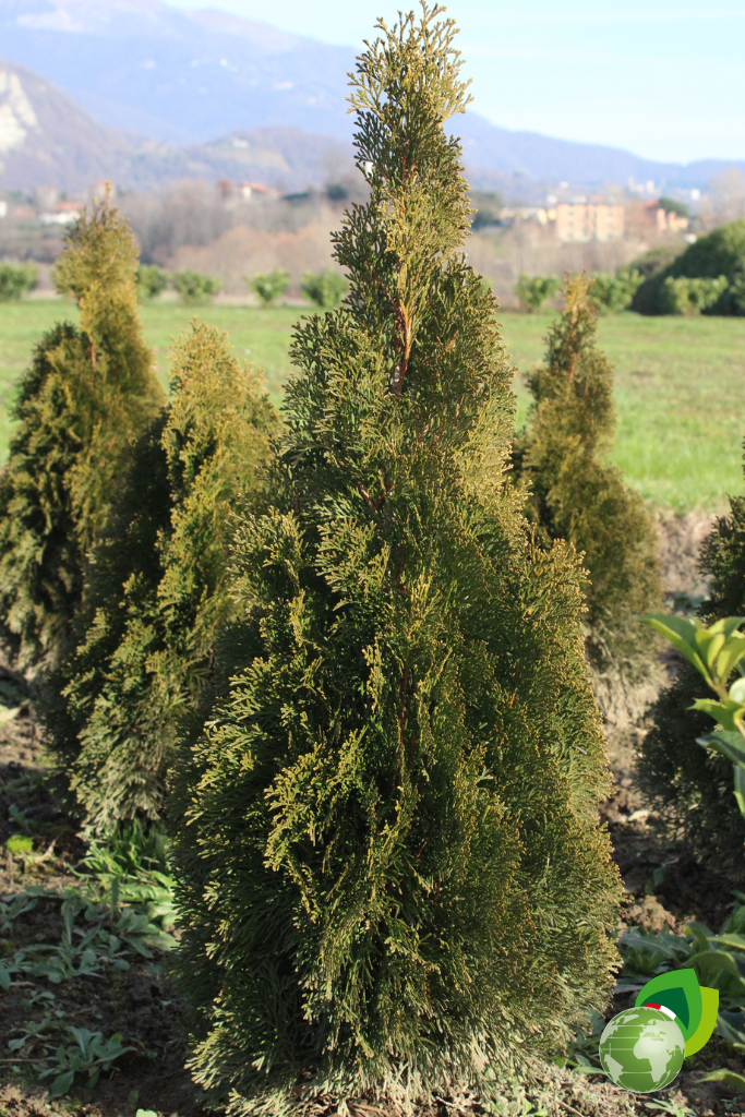 Thuja Occidentalis Smaragd