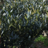 Pianta da Siepe in Zolla Prunus Lauro Cerasus Otto Luyken effetto
