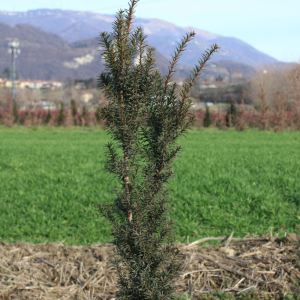 Pianta da Siepe in Zolla Taxus Media Hicksii
