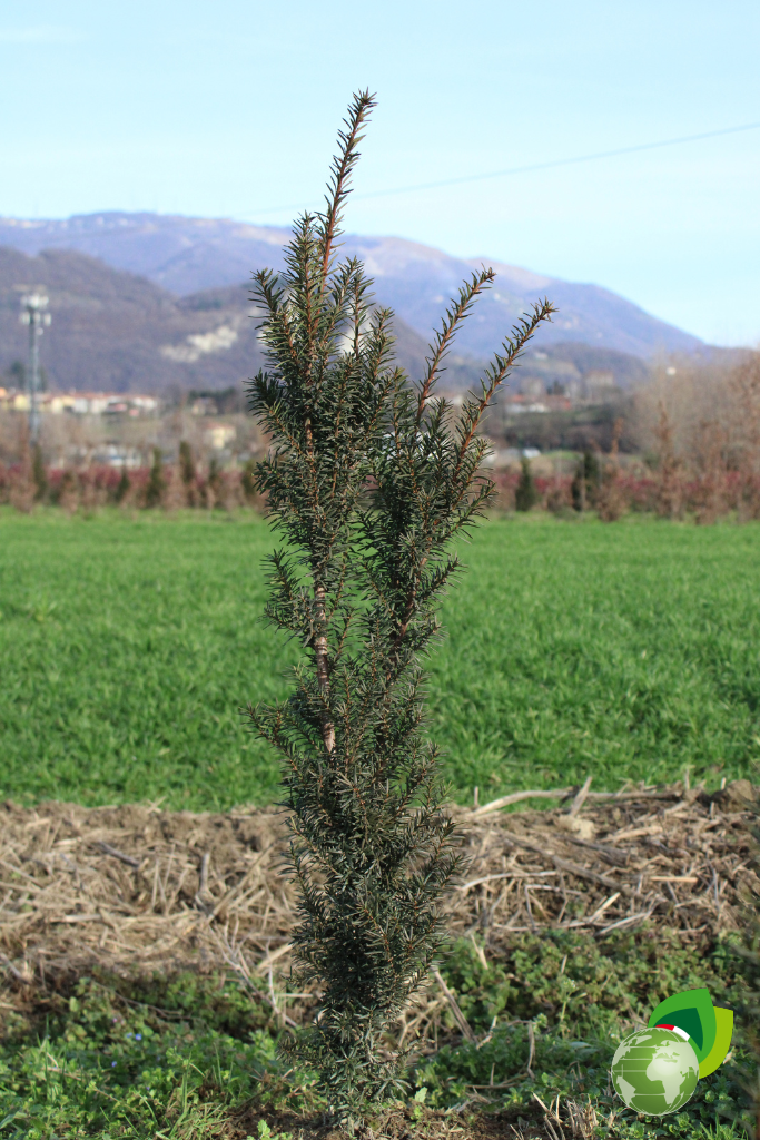 Taxus Media Hicksii Pianta da Siepe in Zolla Taxus Media Hicksii