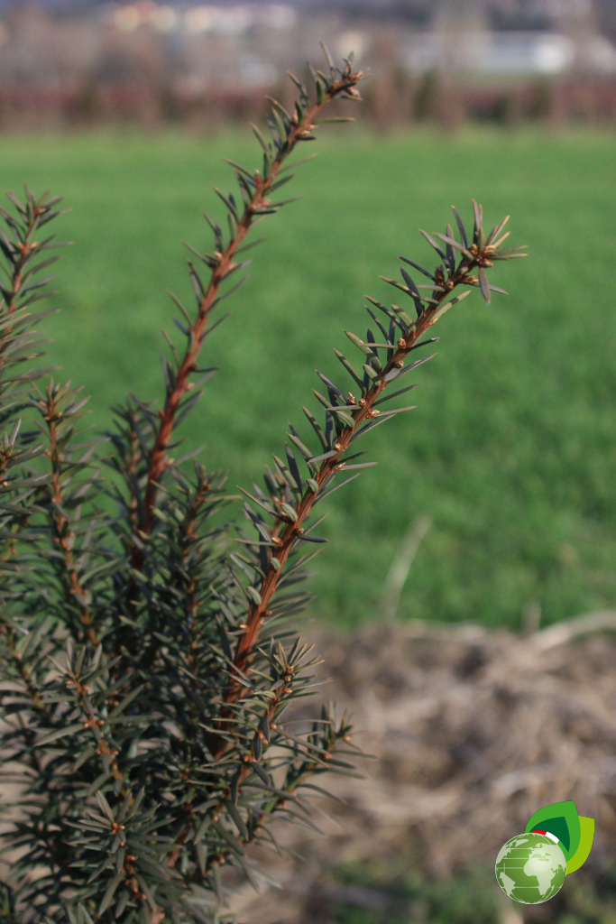 Taxus Media Hicksii Pianta da Siepe in Zolla Taxus Media Hicksii dettaglio