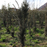 Pianta da Siepe in Zolla Taxus Media Hicksii effetto