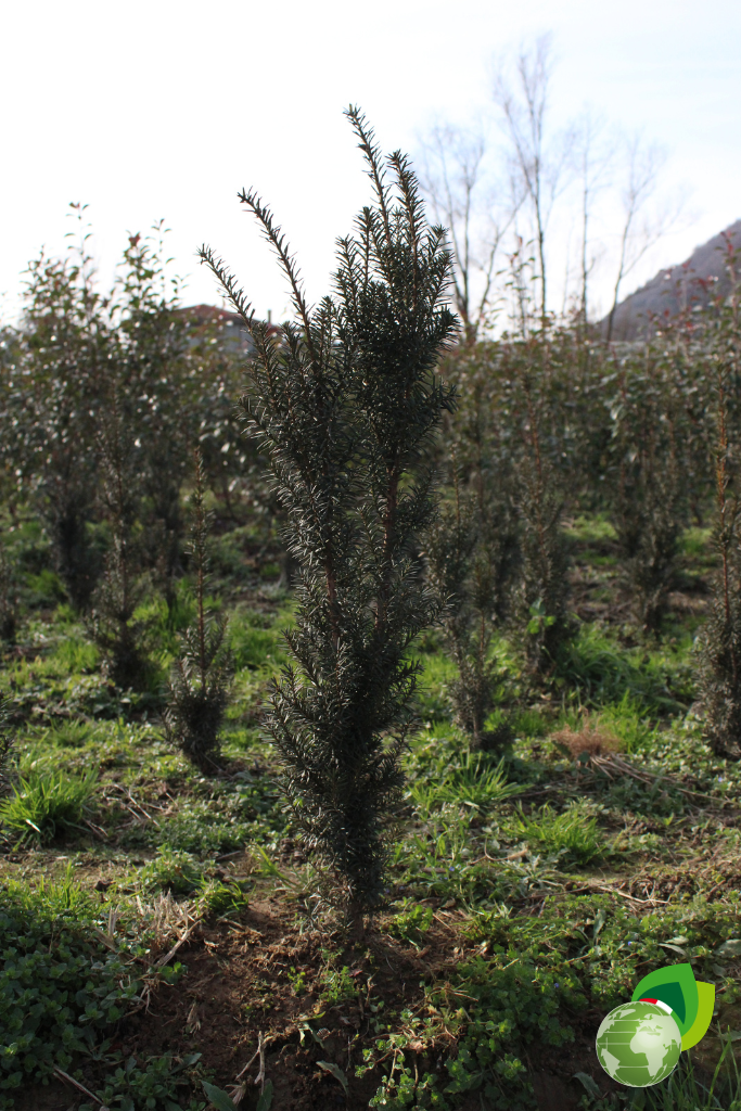 Taxus Media Hicksii Pianta da Siepe in Zolla Taxus Media Hicksii effetto
