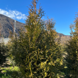 Pianta da Siepe in Zolla Thuja Plicata Gelderland