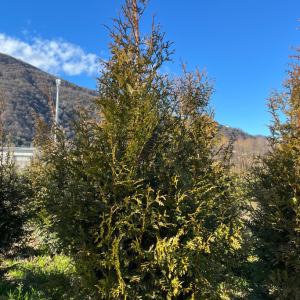 Pianta da Siepe in Zolla Thuja Plicata Gelderland